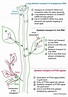 Systemic transport of RNA in plants: Trends in Plant Science