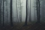 Mysterious dark foggy forest containing dark, forest, and fog | High ...