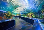 Review of Ripley's Aquarium of Canada | Toronto, Canada - AFAR