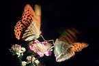 farfalle italia emilia-romagna introduzione