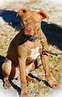 American Pitbull Terrier Red Nose - Pet's Gallery