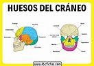 Anatomia de la cabeza - ABC Fichas