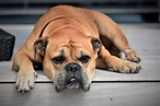 Continental Bulldog: Complete Guide, Info, Pictures, Care & More! | Pet ...