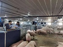保障優質豬肉供應 成都百萬頭生豬產業鏈項目“關豬入欄”了 - 新浪香港