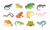 Dibujos animados exóticos anfibios y reptiles, lagartos, tritones ...