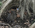 Volcano Rabbit - Facts, Diet, Habitat & Pictures on Animalia.bio