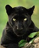Photog captures incredible images of rare black panther roaming in the ...