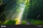 Green Forest Sunlight Image & Photo (Free Trial) | Bigstock