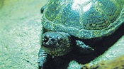 Die einzige in Deutschland heimische Schildkrötenart | Augsburger ...