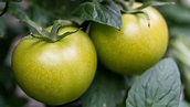 Grüne Tomaten: 2 Rezepte und was du wissen solltest - Utopia.de