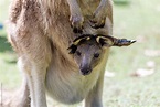 Baby Kangaroo In Pouch | Stocksy United