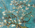 Rami di mandorlo in fiore (dettaglio) - Vincent van Gogh come stampa d ...