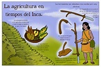 Los Incas Agricultura