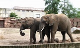 Tierpark in Berlin-Friedrichsfelde Elefanten – B.Z. Berlin