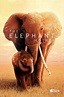 The Elephant Queen - Documentaire (2019) - SensCritique
