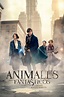[Ver HD] Animales fantásticos y dónde encontrarlos 2016 Película ...