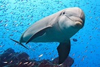 8 Surprising Facts About Dolphins