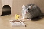 ⊛ Las 4 Mejores Trampas para Ratas Pequeñas y Grandes ️