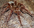 Tarantula Goliat | Wiki Reino Animalia | Fandom