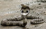 Indian King Cobra Snake Wallpaper (50+ images)