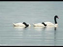 BASILIO-----cisne cuello negro, cisne cuello blanco.wmv - YouTube