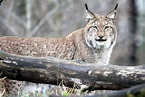 008 Eurasischer Lux oder Nordlux (Lynx lynx) Foto & Bild | tiere, zoo ...