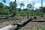 Destruction of natural habitats fuels pandemics - RLS Geneva