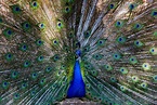 Pavo real o pavo cristatus en Plasencia, Parque Pinos - 4 fotografías | Fotografía Demetrio ...