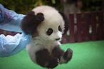 Baby panda photos: Cub born in Malaysia makes her debut