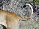 Male Lion Tail