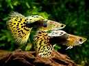 Guppy Fish Care: Food, Tank, Lifespan, Breeding, & Fry Care - Fish ...