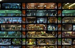 Fallout Shelter Análise e Download (2024) - MMOs Brasil