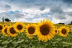 Sunflower Summer Sun - Free photo on Pixabay
