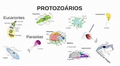 Blog de Biologia EJA: Reino Protista