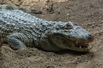 Crocodile Animal Facts | Crocodylus acutus | AZ Animals