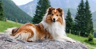 Shetland Sheepdog Guide (Lifespan, Size & Characteristics)