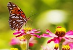 plants, Animals, Insect, Lepidoptera, Macro, Flowers, Depth Of Field ...