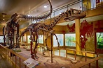 Get out of the House! University of Wyoming Geological Museum > F.E ...
