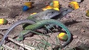 sexo animal entre lagartos. por jorge calazans - YouTube