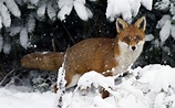 Hintergrundbilder : Tiere, Schnee, Winter, Tierwelt, Wetter, Jahreszeit ...