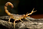 Utah Scorpions