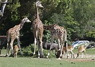 Verona in Zoo safari 1 dan - Oasistours