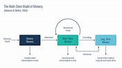 What Is Information Processing Theory? - Growth Engineering