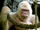 Snowflake the albino gorilla was inbred, study finds