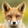 Faces of Foxes- Unique photo portraits of fox personalities