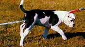 CONTINENTAL BULLDOG - SWISS DOG SHOW-DUKE BEST OF MINOR PUPPY - YouTube