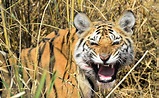 Endangered tigers under threat in Indian forest that inspired ‘The ...