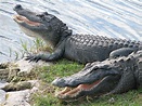 American Alligator - Big Cypress National Preserve (U.S. National Park ...