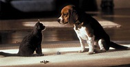 Cats & Dogs - Wie Hund und Katz · Film 2001 · Trailer · Kritik