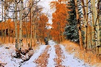 Snowy Autumn Trees Wallpapers - Wallpaper Cave